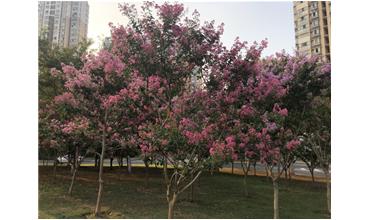 夏秋季節(jié)，錫城首次驚現(xiàn)紫薇花開美景